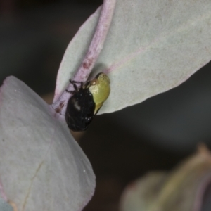 Chaetophyes compacta at Chakola, NSW - 15 Oct 2023