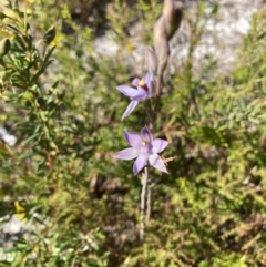 Thelymitra malvina (Mauve-tuft Sun-orchid) at Wallum - 22 Aug 2023 by CathGC