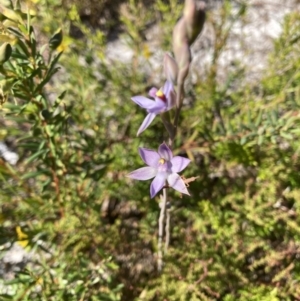 Thelymitra malvina at Brunswick Heads, NSW - suppressed