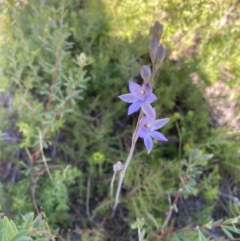 Thelymitra malvina at Brunswick Heads, NSW - 22 Aug 2023