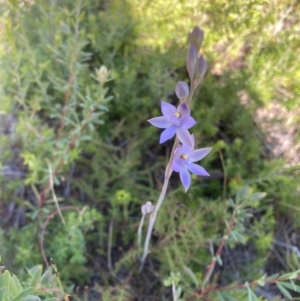 Thelymitra malvina at Brunswick Heads, NSW - 22 Aug 2023