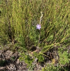 Thelymitra malvina at Brunswick Heads, NSW - suppressed
