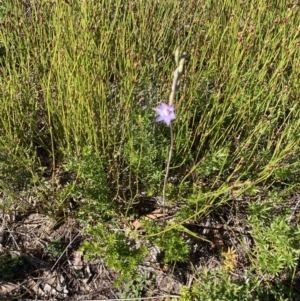 Thelymitra malvina at Brunswick Heads, NSW - suppressed