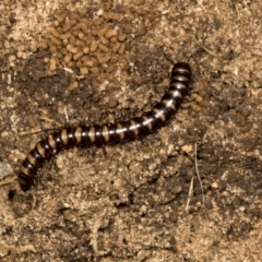 Paradoxosomatidae sp. (family) (Millipede) at Chakola, NSW - 14 Oct 2023 by AlisonMilton