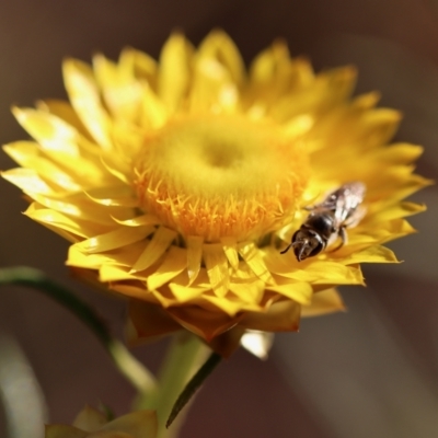 Lasioglossum (Chilalictus) lanarium (Halictid bee) at Red Hill to Yarralumla Creek - 18 Oct 2023 by LisaH