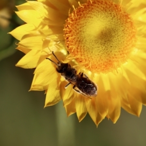 Lasioglossum (Chilalictus) lanarium at Hughes, ACT - 18 Oct 2023