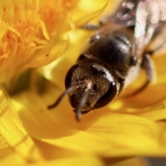 Lasioglossum (Chilalictus) lanarium at Hughes, ACT - 18 Oct 2023