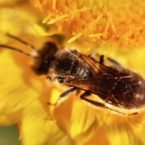 Lasioglossum (Chilalictus) lanarium at Hughes, ACT - 18 Oct 2023