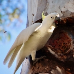 Cacatua galerita (Sulphur-crested Cockatoo) at GG166 - 18 Oct 2023 by LisaH