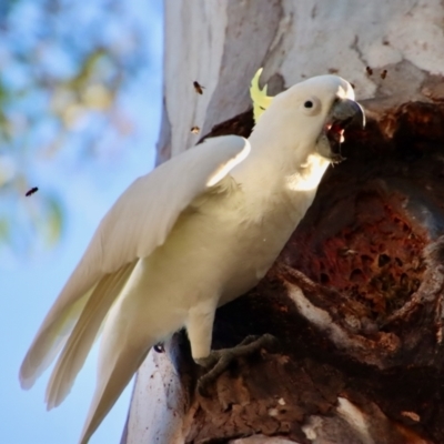 Cacatua galerita (Sulphur-crested Cockatoo) at Red Hill to Yarralumla Creek - 18 Oct 2023 by LisaH