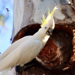 Cacatua galerita at Hughes, ACT - 18 Oct 2023 06:44 PM