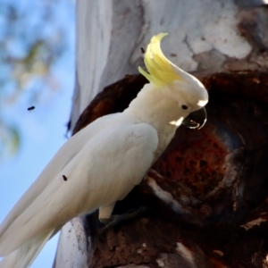 Cacatua galerita at Hughes, ACT - 18 Oct 2023 06:44 PM