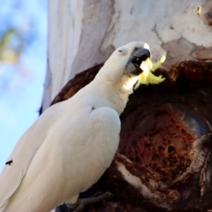 Cacatua galerita at Hughes, ACT - 18 Oct 2023 06:44 PM