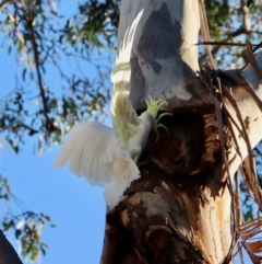 Cacatua galerita at Hughes, ACT - 18 Oct 2023 06:44 PM