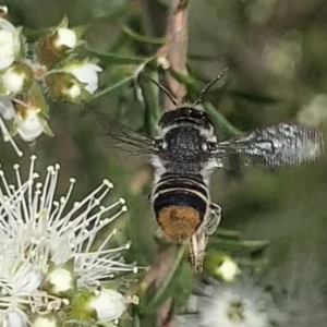 Megachile (Hackeriapis) oblonga at Mount Annan, NSW - 10 Oct 2023