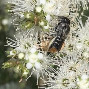 Megachile (Hackeriapis) oblonga at Mount Annan, NSW - 10 Oct 2023