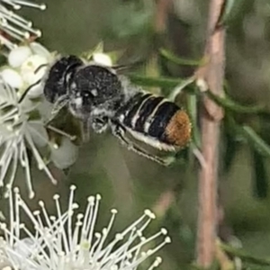 Megachile (Hackeriapis) oblonga at Mount Annan, NSW - 10 Oct 2023