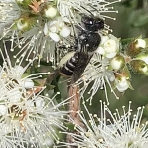Megachile (Hackeriapis) oblonga at Mount Annan, NSW - 10 Oct 2023