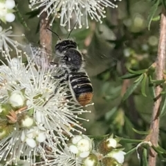 Megachile (Hackeriapis) oblonga at Mount Annan, NSW - 10 Oct 2023