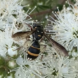 Lasioglossum sp. (genus) at Mount Annan, NSW - 10 Oct 2023 01:21 PM