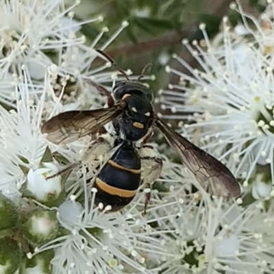 Lasioglossum sp. (genus) (Furrow Bee) at Mount Annan, NSW - 10 Oct 2023 by JudeWright