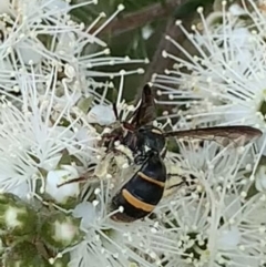 Lasioglossum sp. (genus) at Mount Annan, NSW - 10 Oct 2023 01:21 PM