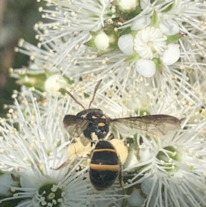 Lasioglossum (Australictus) peraustrale at Mount Annan, NSW - 11 Oct 2023 12:38 PM