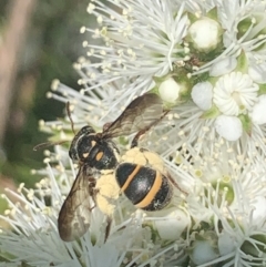 Lasioglossum (Australictus) peraustrale at Mount Annan, NSW - 11 Oct 2023 12:38 PM