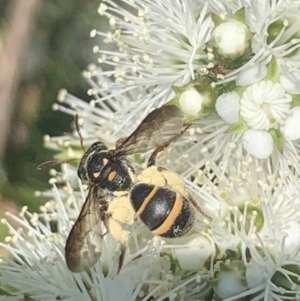 Lasioglossum (Australictus) peraustrale at Mount Annan, NSW - 11 Oct 2023