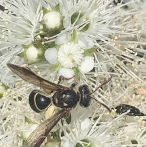 Lasioglossum (Australictus) peraustrale at Mount Annan, NSW - 11 Oct 2023