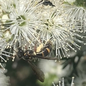 Lasioglossum (Australictus) peraustrale at Mount Annan, NSW - 11 Oct 2023