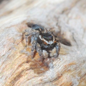 Maratus proszynskii at Rendezvous Creek, ACT - 18 Oct 2023 10:33 AM