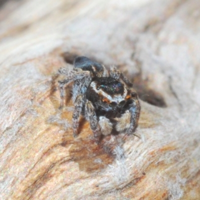 Maratus proszynskii (Peacock spider) at Rendezvous Creek, ACT - 18 Oct 2023 by Harrisi