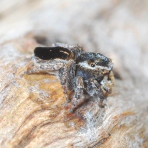 Maratus proszynskii at Rendezvous Creek, ACT - 18 Oct 2023 10:33 AM