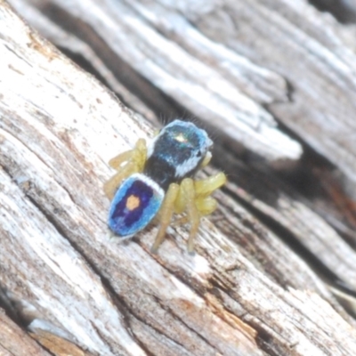 Maratus hesperus (Venus Peacock Spider) at Yaouk, NSW - 18 Oct 2023 by Harrisi