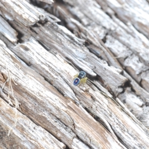 Maratus hesperus at suppressed - 18 Oct 2023