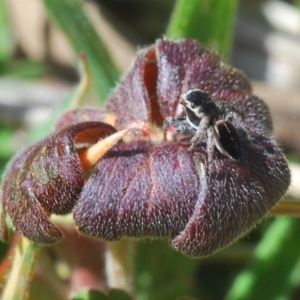 Maratus proszynskii at Yaouk, NSW - 18 Oct 2023