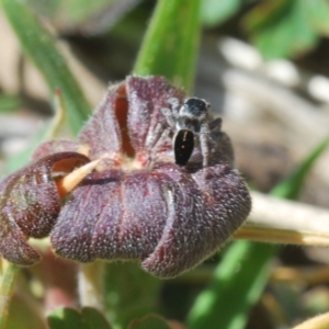 Maratus proszynskii at Yaouk, NSW - 18 Oct 2023