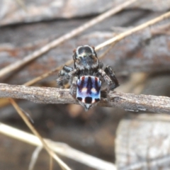 Maratus harrisi (Harris's Peacock spider) at Yaouk, NSW - 18 Oct 2023 by Harrisi