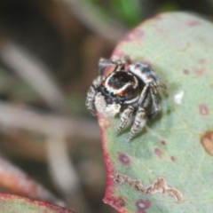 Maratus harrisi at Yaouk, NSW - 18 Oct 2023