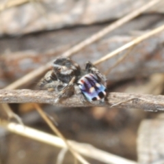 Maratus harrisi at Yaouk, NSW - 18 Oct 2023