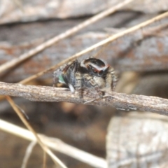 Maratus harrisi at Yaouk, NSW - 18 Oct 2023