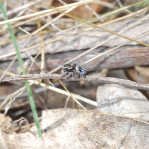 Maratus harrisi at Yaouk, NSW - 18 Oct 2023