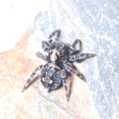 Euophryinae sp.(Undescribed) (subfamily) (A jumping spider) at Yaouk, NSW - 18 Oct 2023 by Harrisi