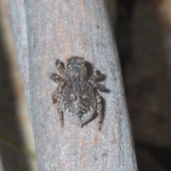 Maratus harrisi at Yaouk, NSW - suppressed