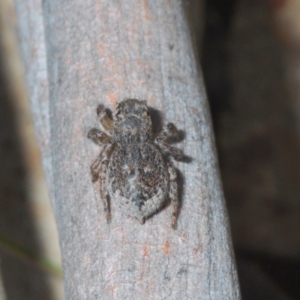 Maratus harrisi at Yaouk, NSW - suppressed