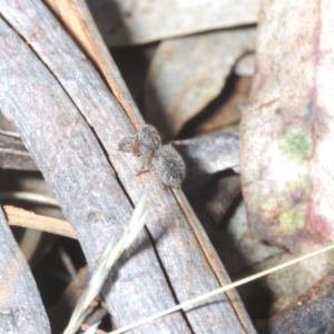 Maratus harrisi at Yaouk, NSW - suppressed