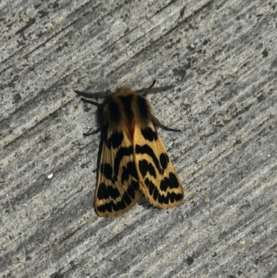 Ardices curvata (Crimson Tiger Moth) at Canberra Airport, ACT - 19 Oct 2023 by FeralGhostbat