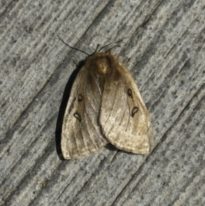 Anthela ocellata at Pialligo, ACT - 19 Oct 2023 04:02 AM