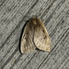 Anthela ocellata (Eyespot Anthelid moth) at Pialligo, ACT - 18 Oct 2023 by FeralGhostbat